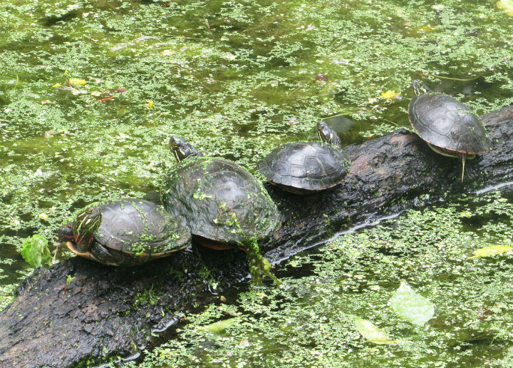 Midland Painted Turtles